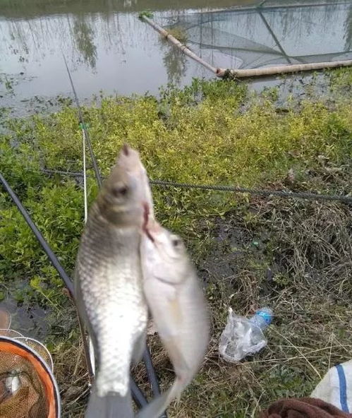 冬季超實用的垂釣小妙招,一一改進,效果大有改變