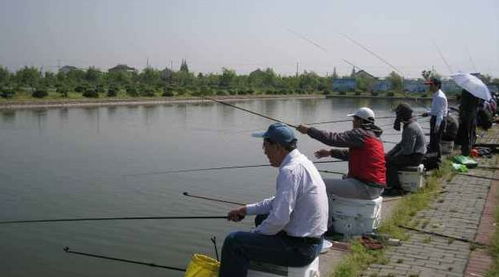 釣癮難耐時,去玩野釣還是去玩黑坑 我來告訴你怎么選擇