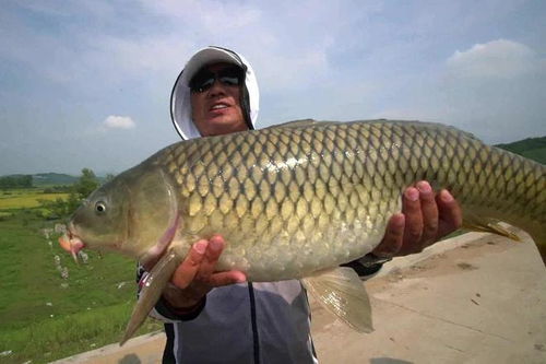 夏天釣野生大鯉魚的用餌技巧,比任何商品餌都好用