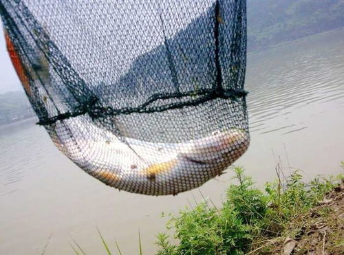 野生紅梢魚垂釣記 四川紅臉棒的黃金時節