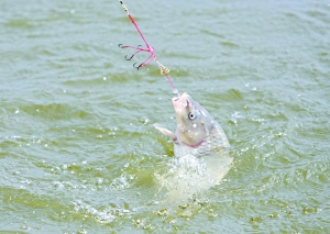 商周傳說與垂釣文化 姜太公釣魚的隱喻與影響
